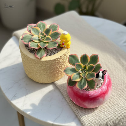 Aeonium Sunburst – Blush Pink Rosettes