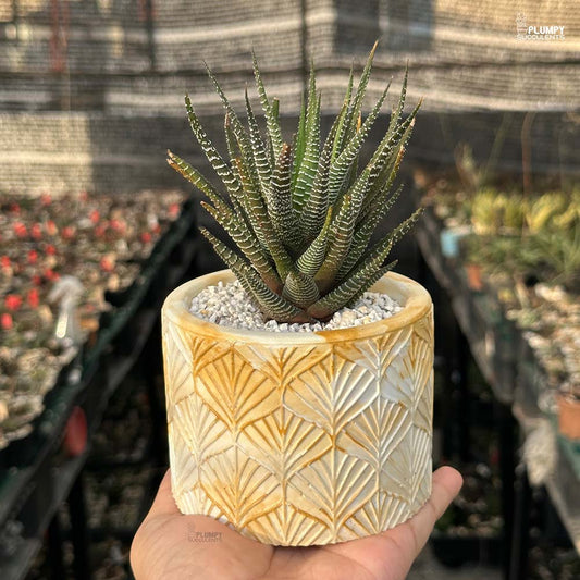 Haworthia Fasicata Zebra