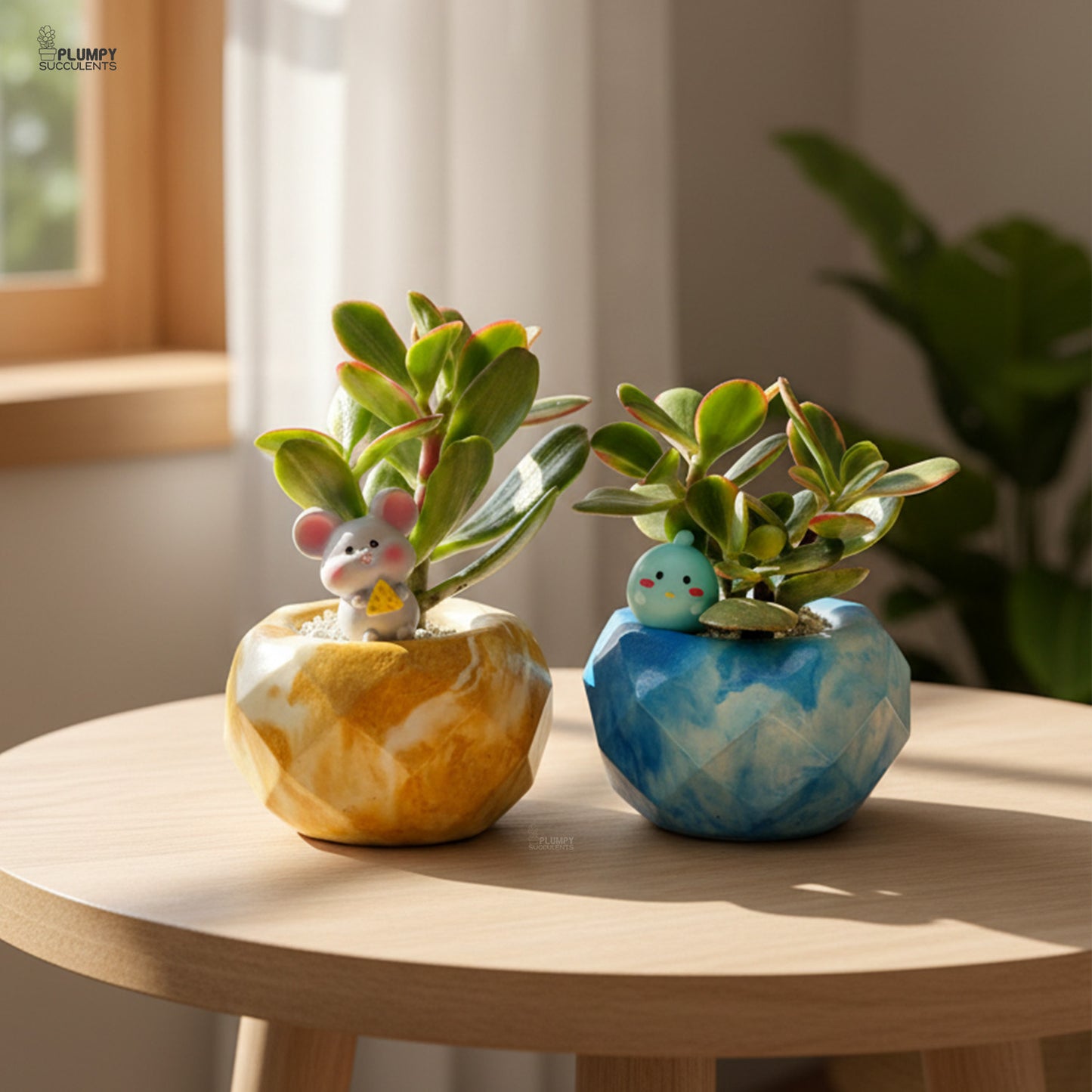 Crassula Ovata Variegated – Variegated Jade Plant