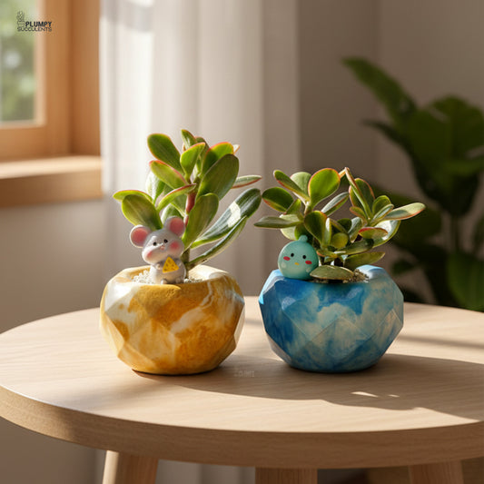 Crassula Ovata Variegated – Variegated Jade Plant