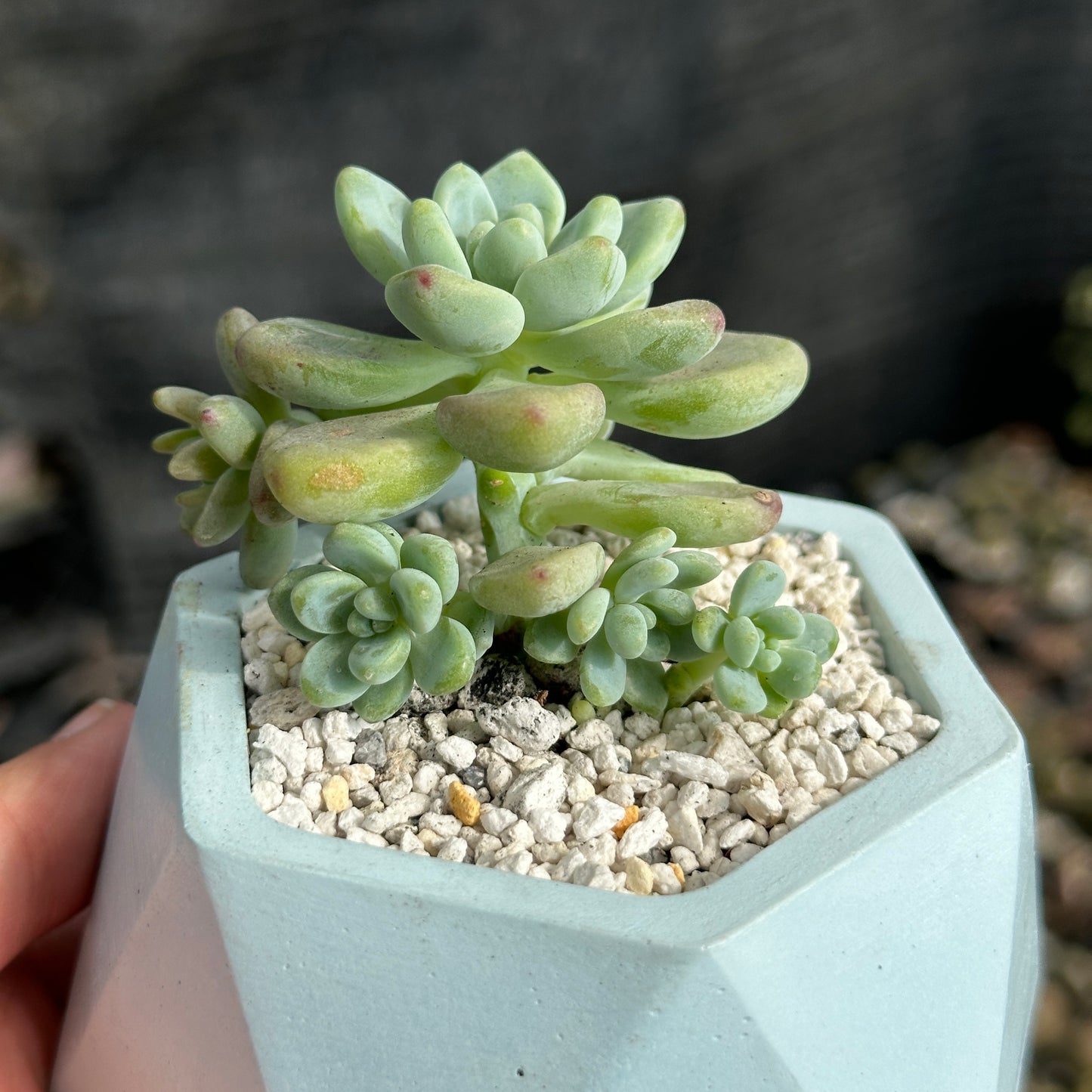 Sedum Calavatum