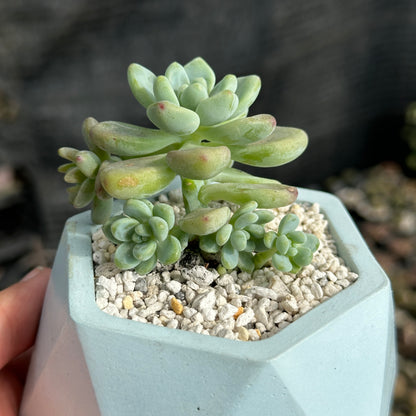 Sedum Calavatum