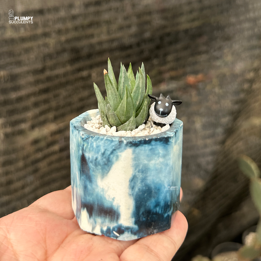 Haworthia Gluca in 2 inch planter