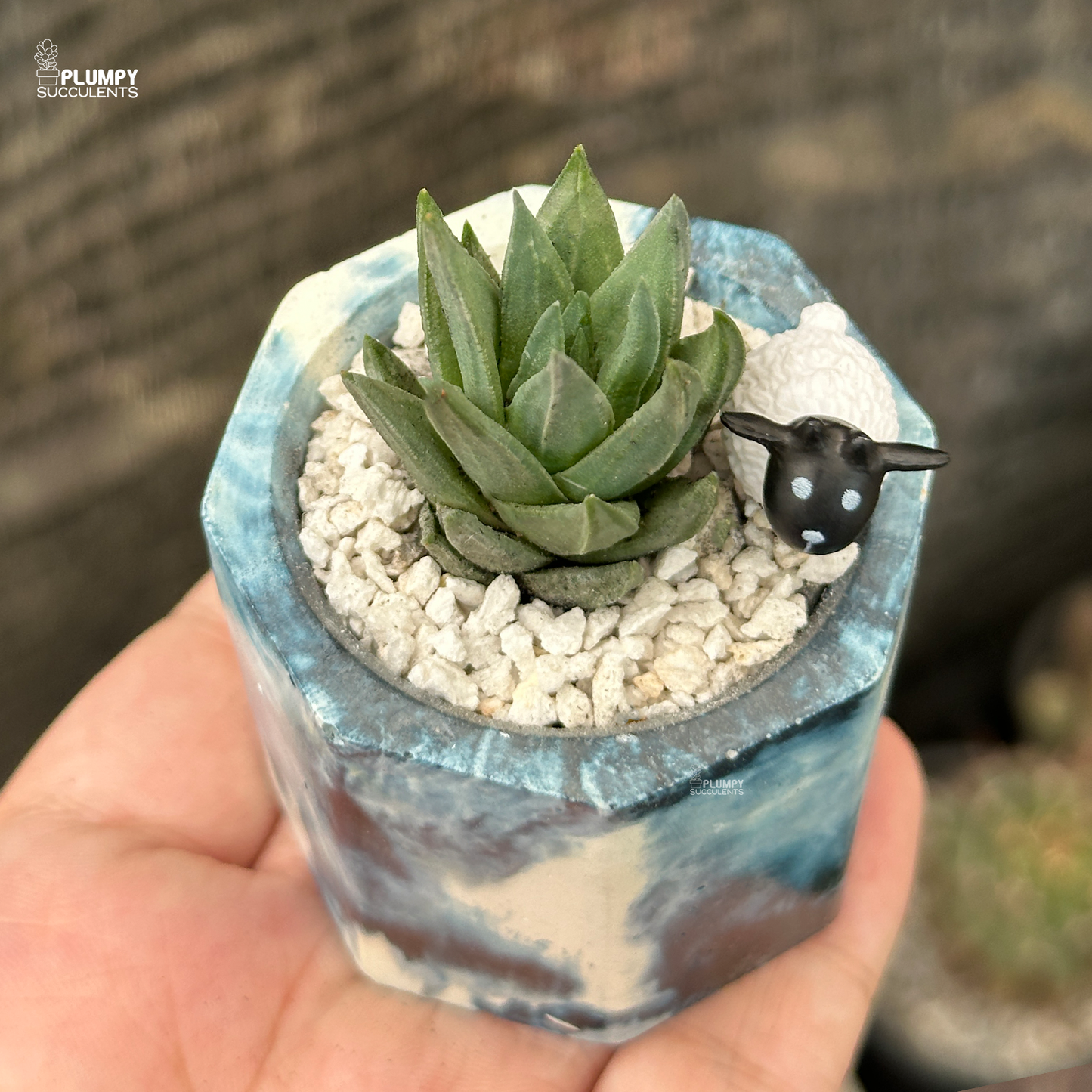 Haworthia Gluca in 2 inch planter