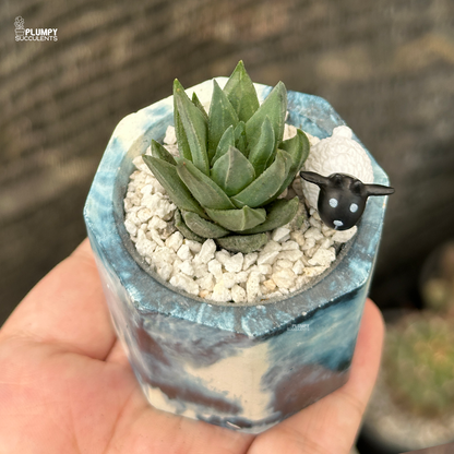 Haworthia Gluca in 2 inch planter