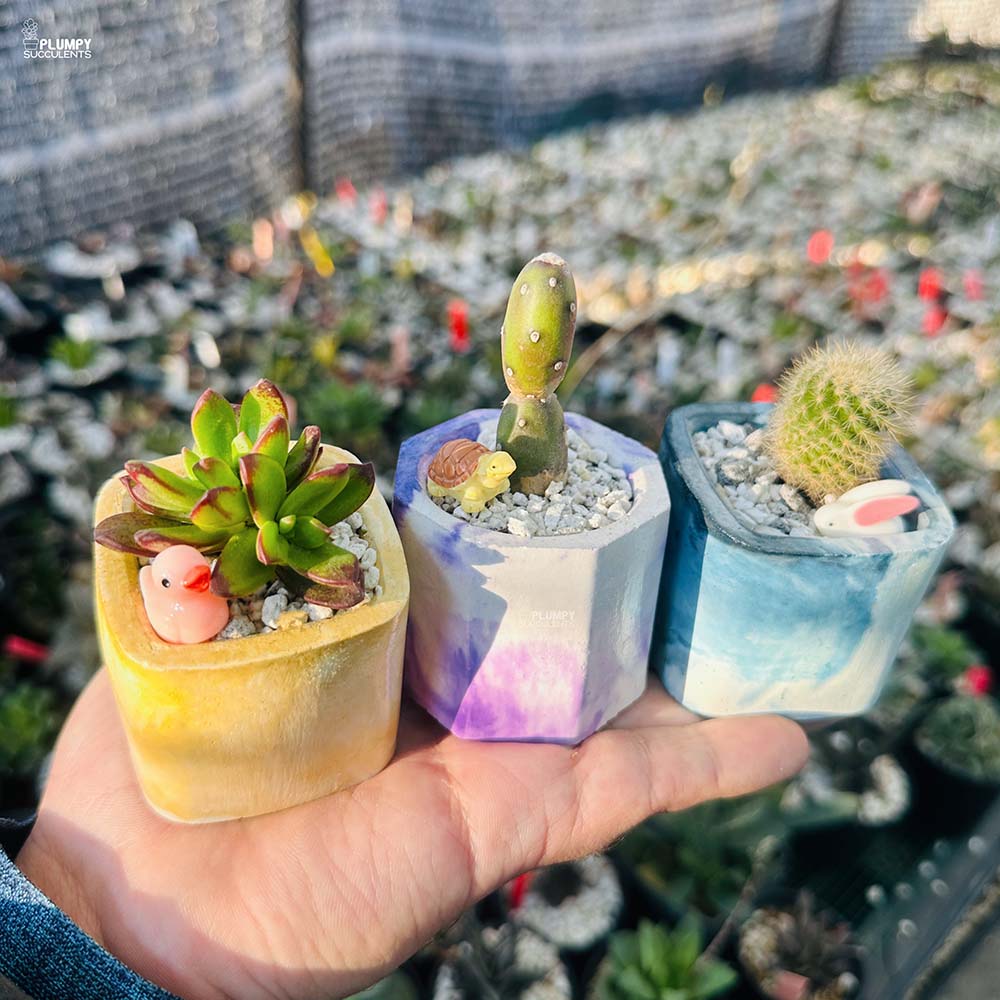 Set of 3 Succulents