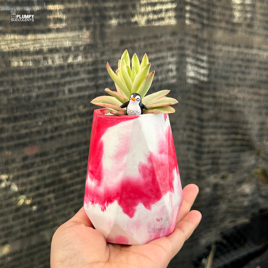 Crassula Capitella Red Pagoda (Variegated)