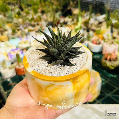 Haworthia Limifolia