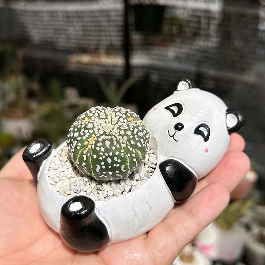 Astrophytum asterias cv. Superkabuto