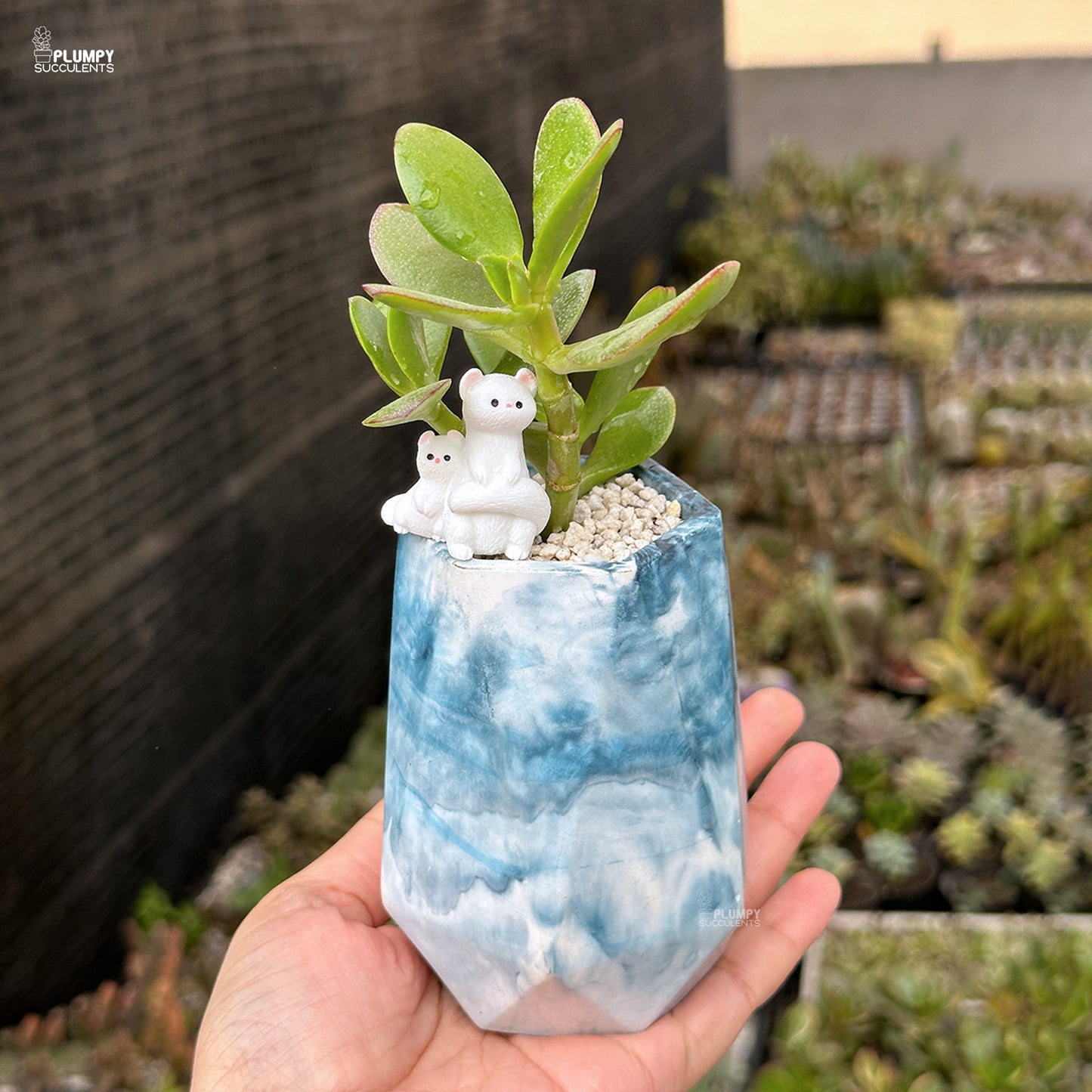 Crassula Ovata – Jade Plant