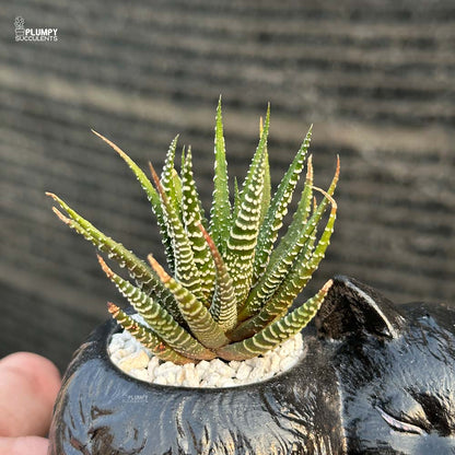 Haworthia Zebra in Cat Planter