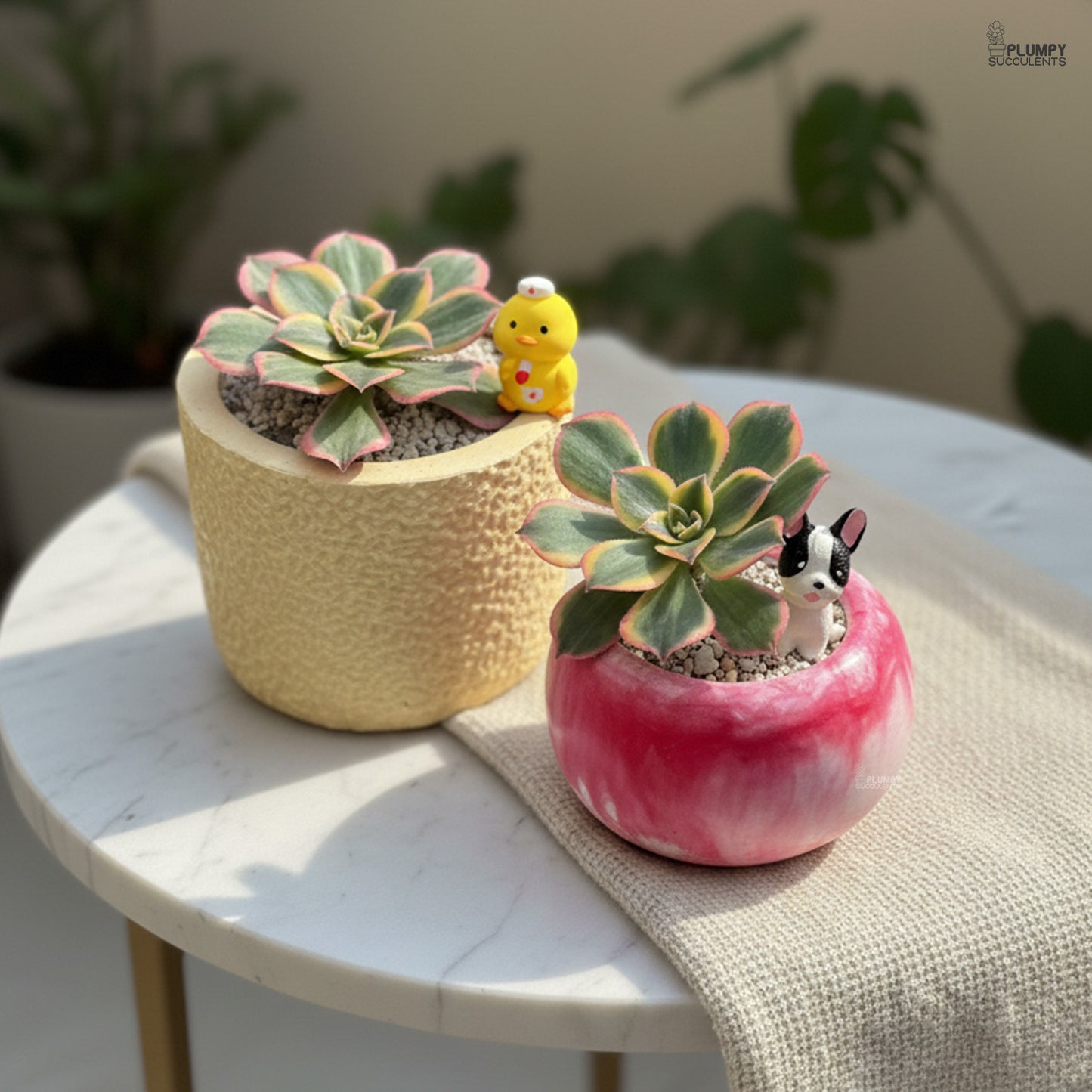 Aeonium Sunburst – Blush Pink Rosettes