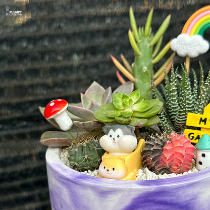 Succulent Garden (Rainbow Land)