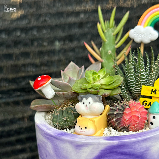 Succulent Garden (Rainbow Land)