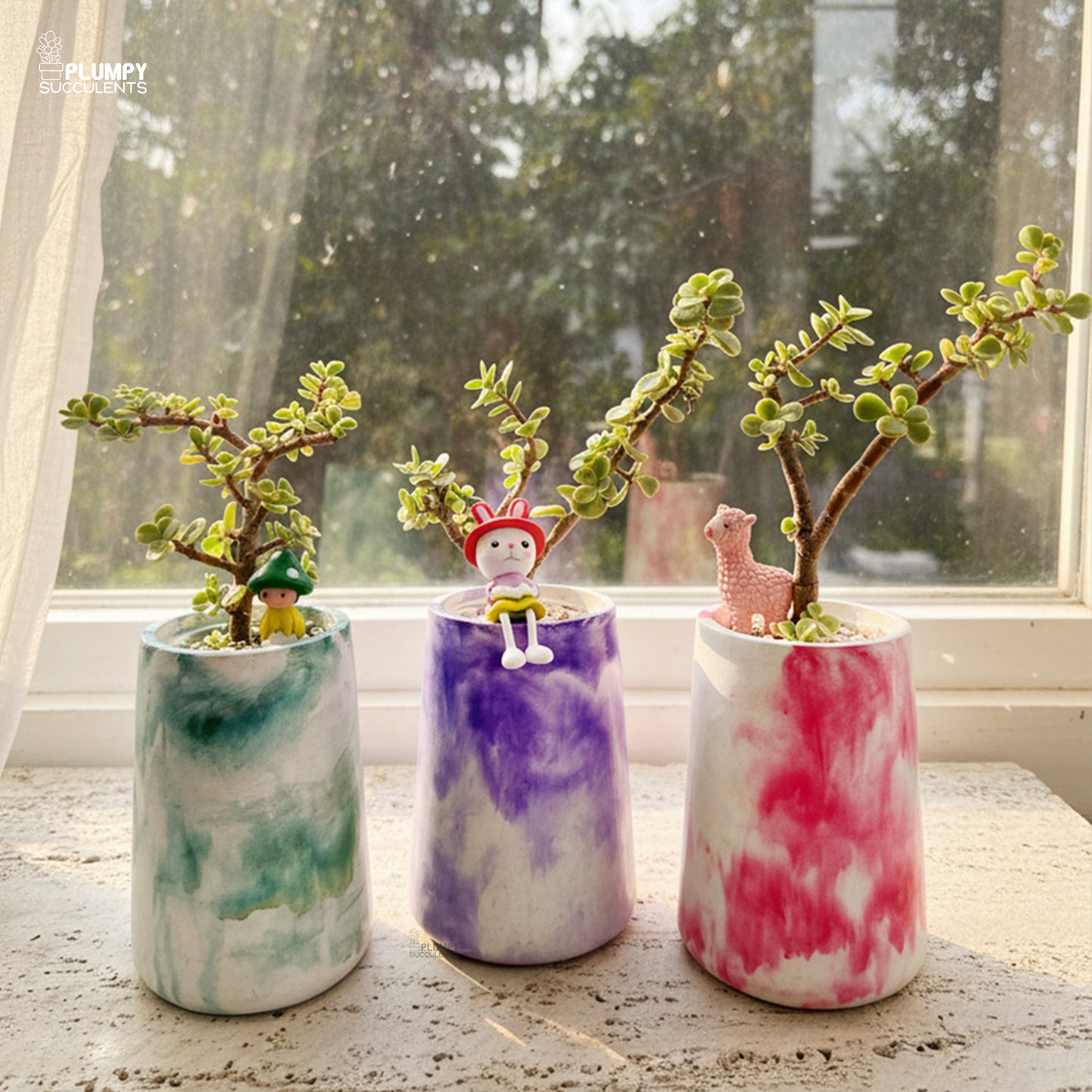 Portulacaria Afra – Elephant Bush Jade