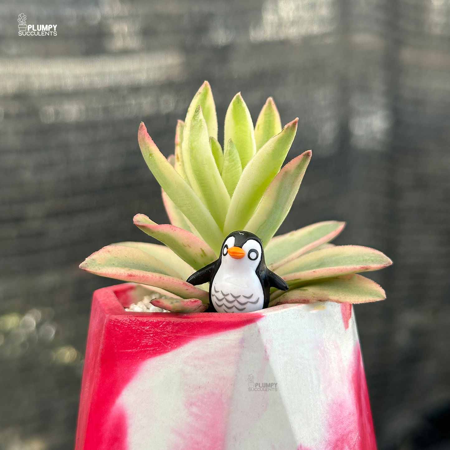 Crassula Capitella Red Pagoda (Variegated)