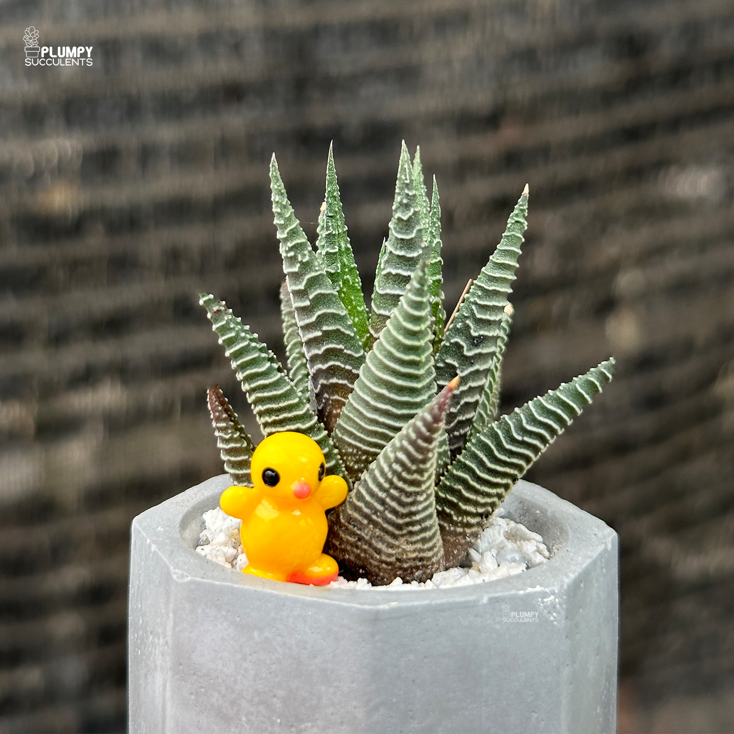 Haworthia Limifolia x fasicata