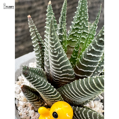 Haworthia Limifolia x fasicata