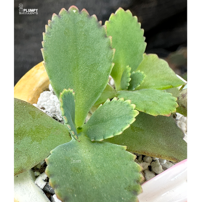 Mother of Thousands
