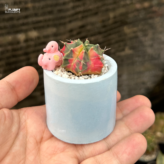 Gymno Variegated
