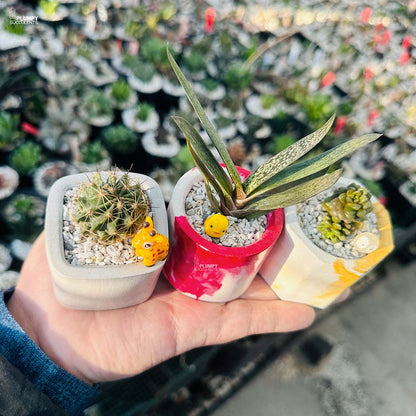 Set of 3 Succulents