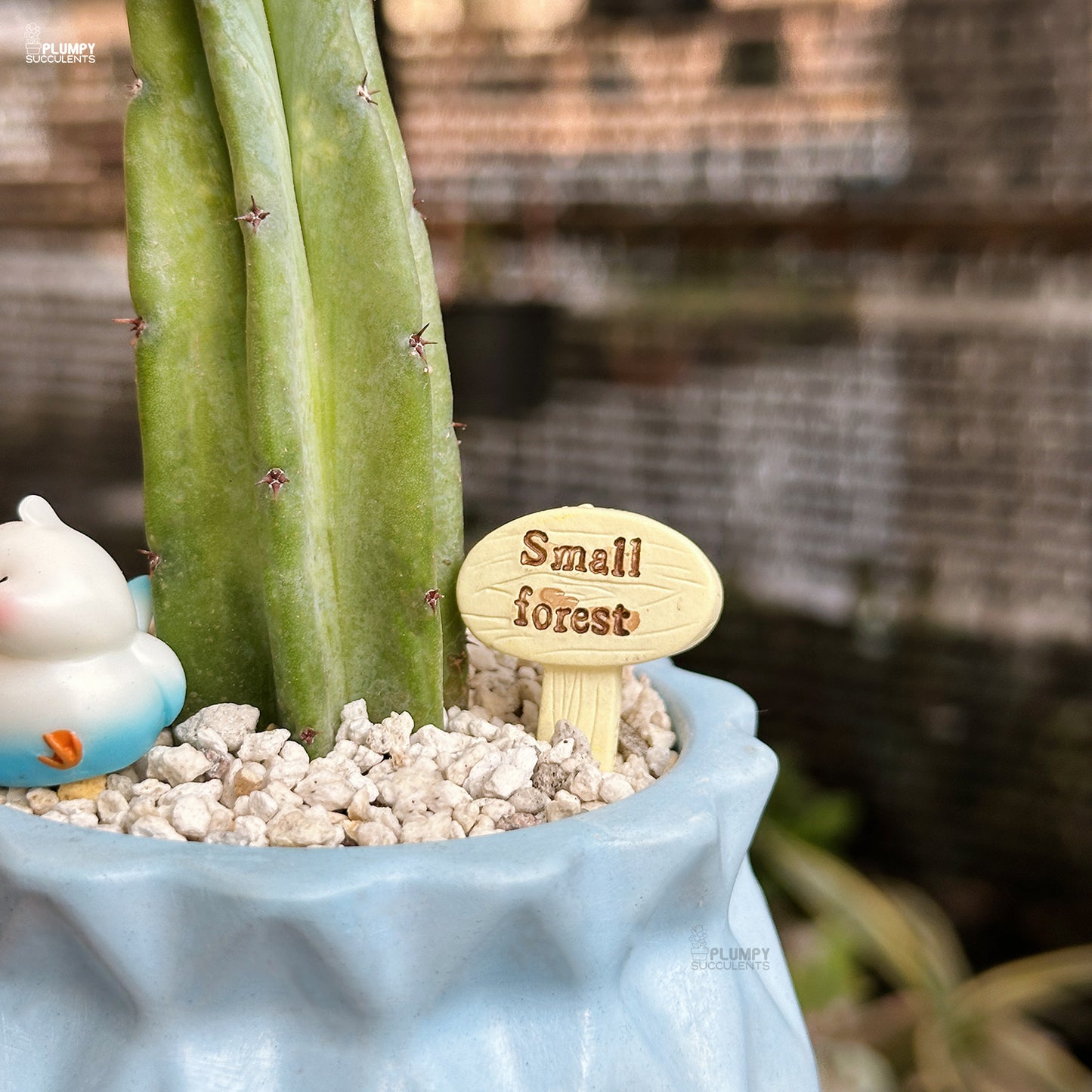 Myrtillocactus Geometrizans - Blue Candle Cactus
