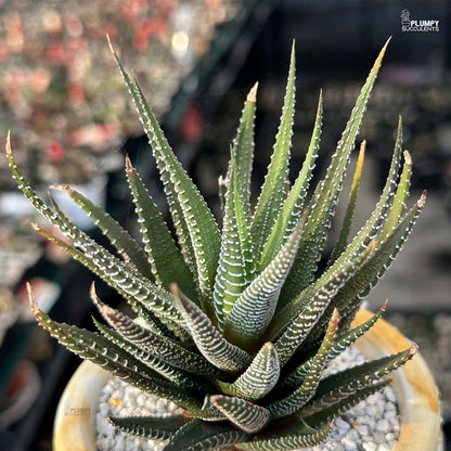 Haworthia Fasicata Zebra