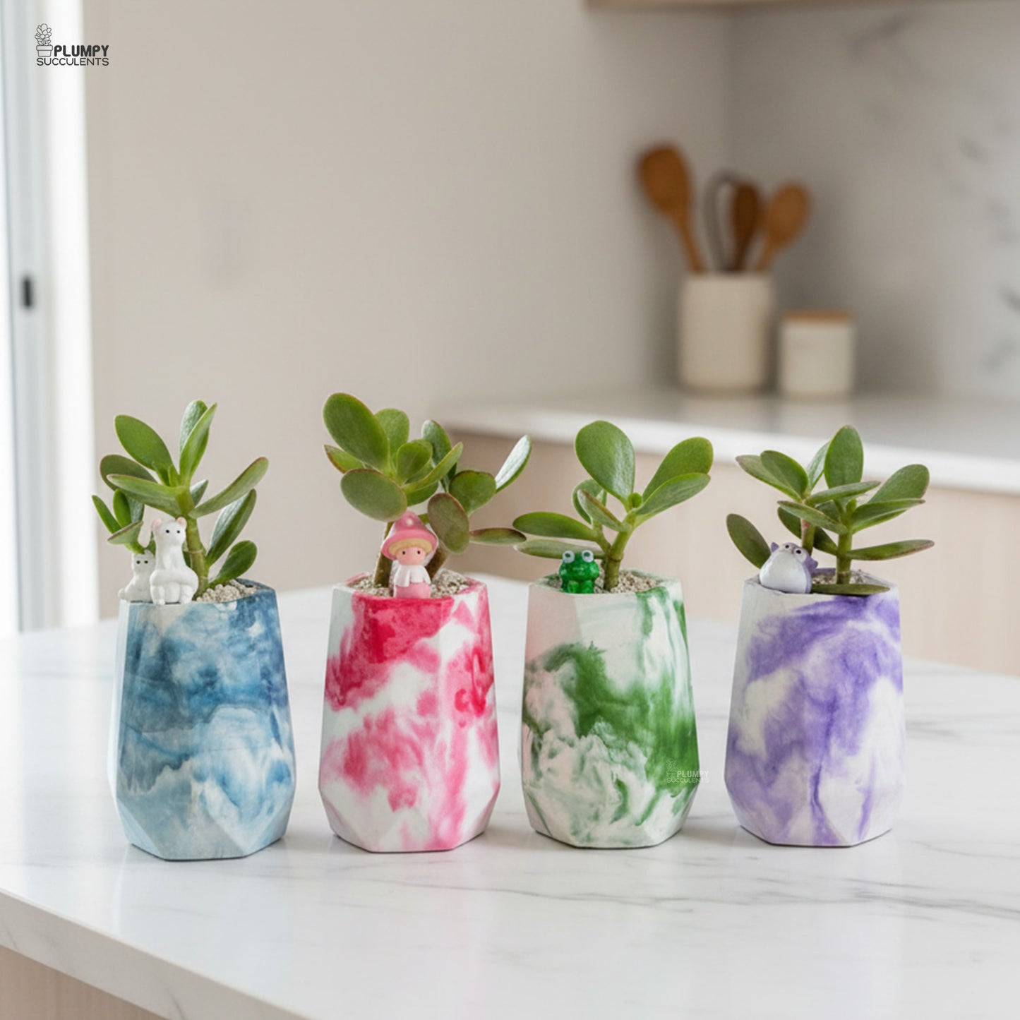 Crassula Ovata – Jade Plant