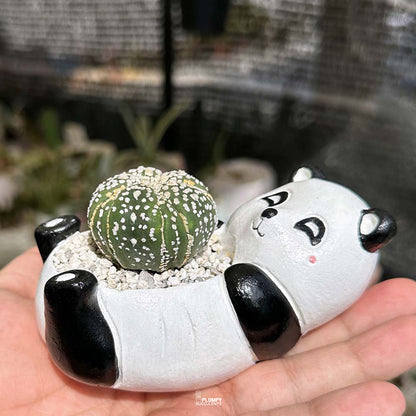 Astrophytum asterias cv. Superkabuto