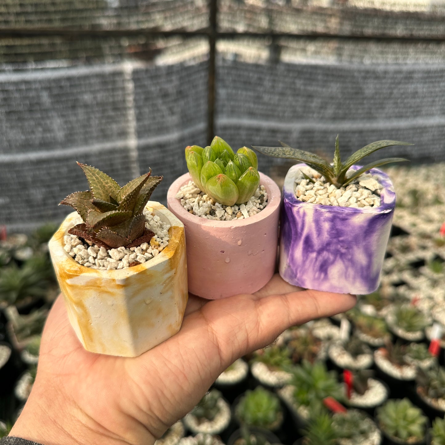 Set of 3 Succulent (Indoor)