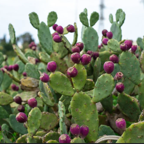 Opuntia Vulgaris - Prickly Pear Cactus
