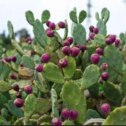 Opuntia Vulgaris - Prickly Pear Cactus