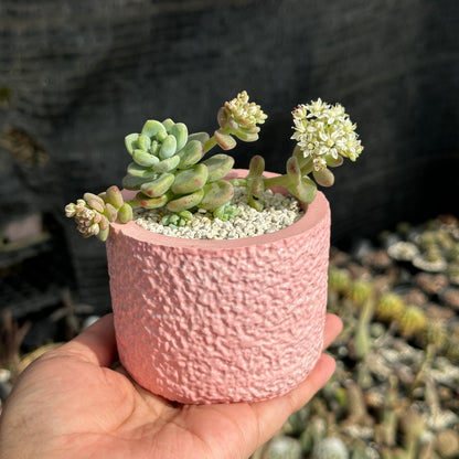 Sedum Calavatum