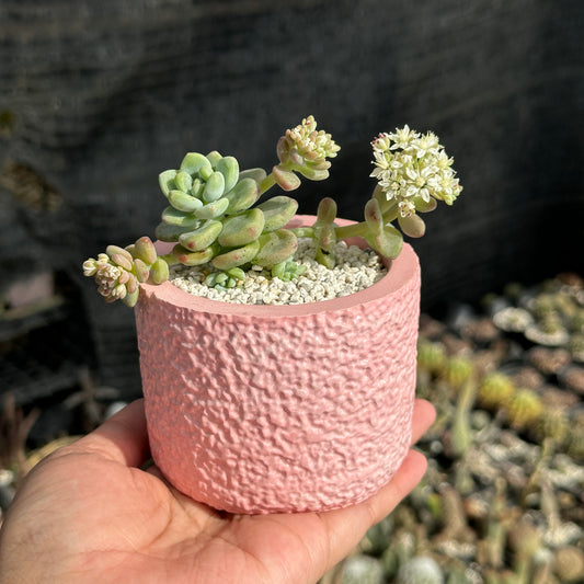 Sedum Calavatum