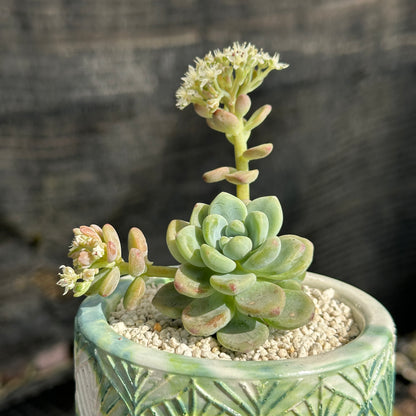 Sedum Calavatum