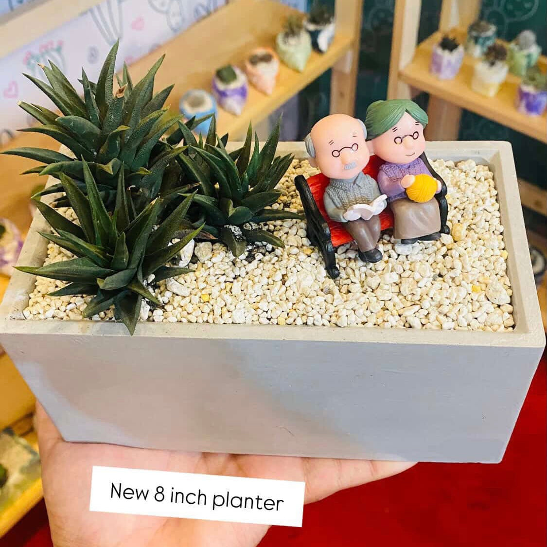 Haworthia Tortuosa Clump- A promise to grow old together Garden