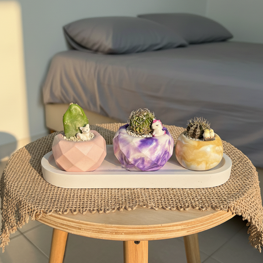 Set of 3 Outdoor Plants