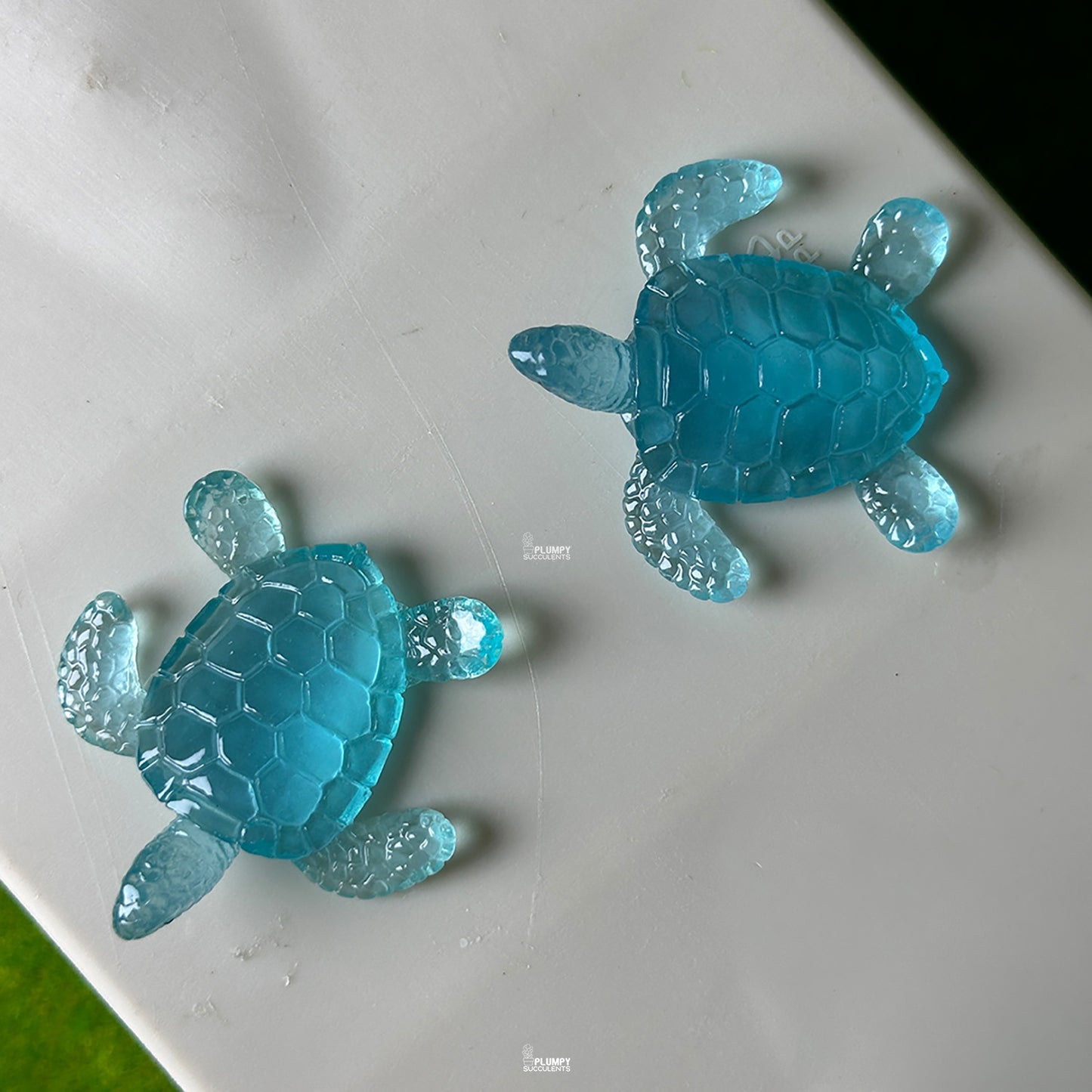 Tortoise