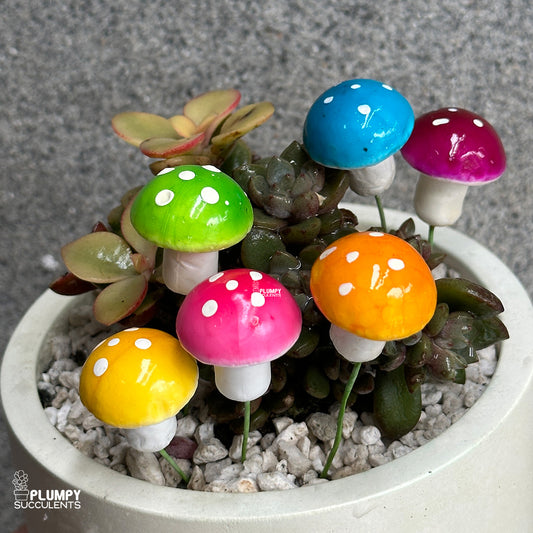 Mushroom (Mix Colors)