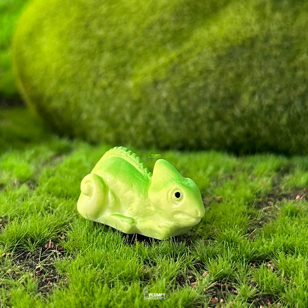 chameleon