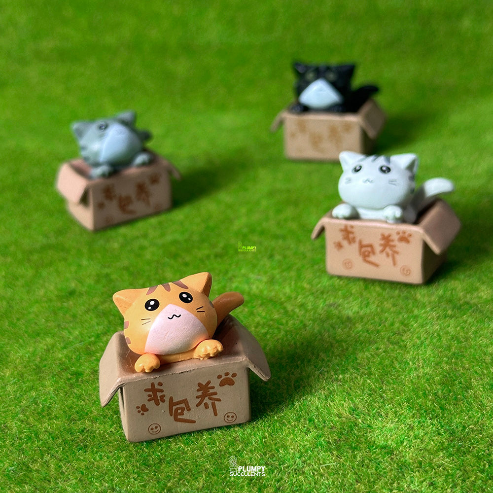 Kitten (Chinese Takeout Box)