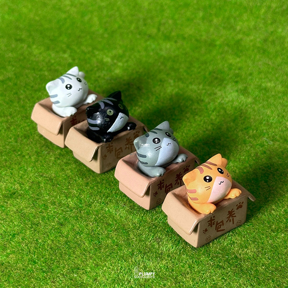 Kitten (Chinese Takeout Box)