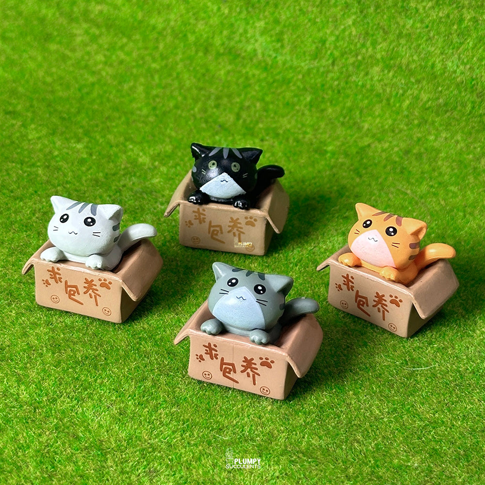 Kitten (Chinese Takeout Box)