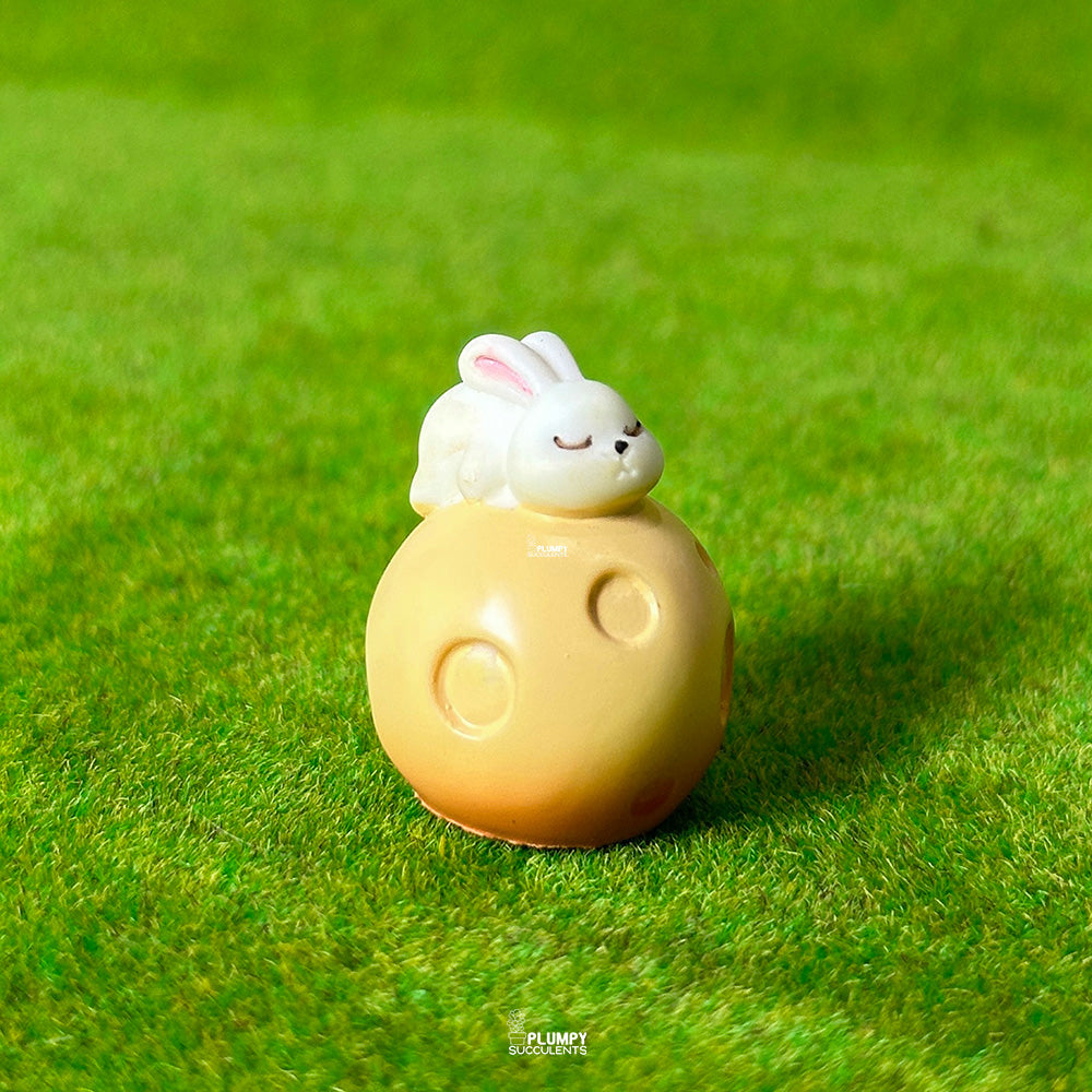 Rabbit Mooncake – Plumpy Succulents