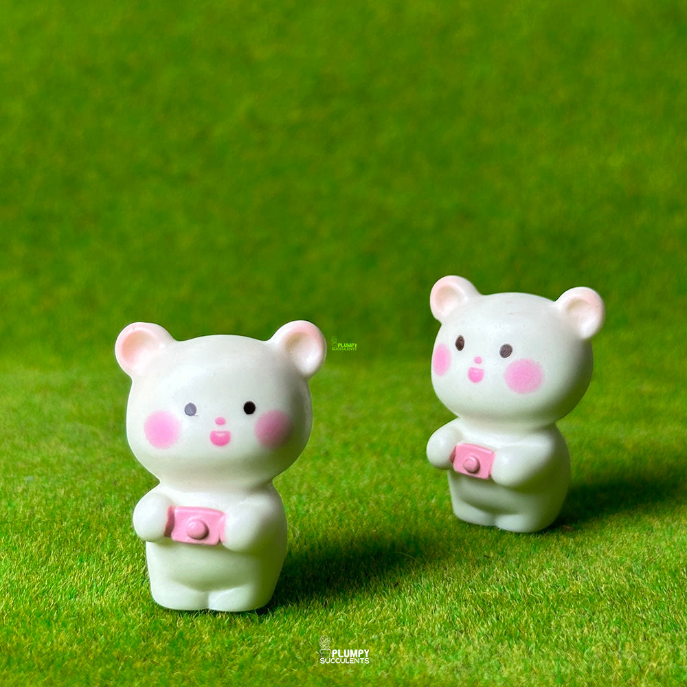 Bear – Plumpy Succulents