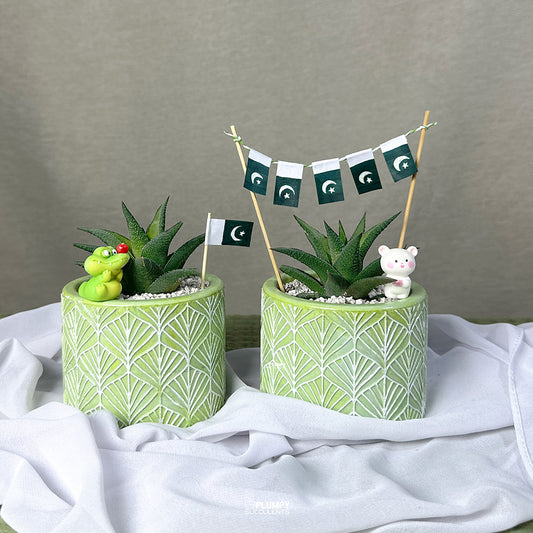 Haworthia Tessellata Hybrid- Azadi Exclusive Collection