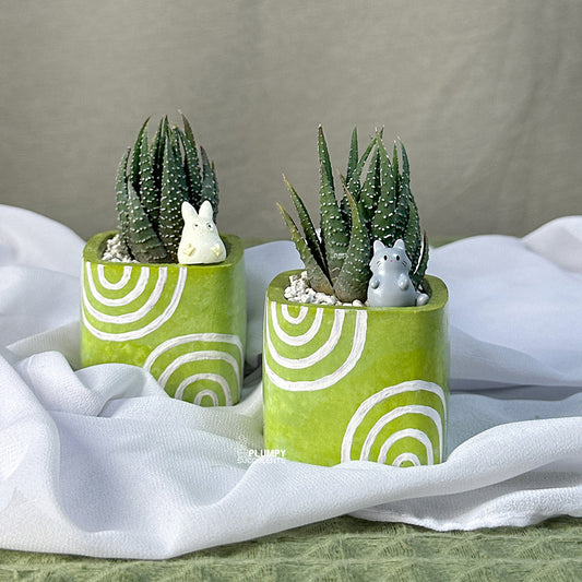 Haworthia Tulista Pumila- Azadi Exclusive Collection