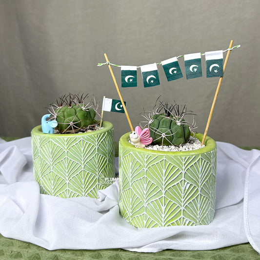 Gymnocalycium Pflanzii–  Azadi Exclusive Collection