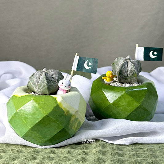 Astrophytum Myriostigma–  Azadi Exclusive Collection