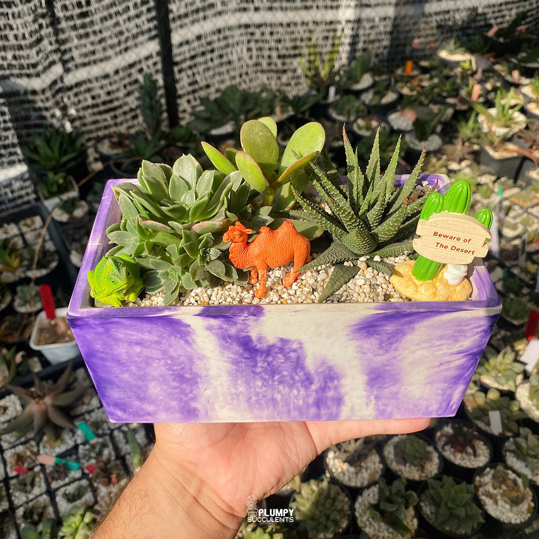 Desert Fairy Garden — Limited Edition